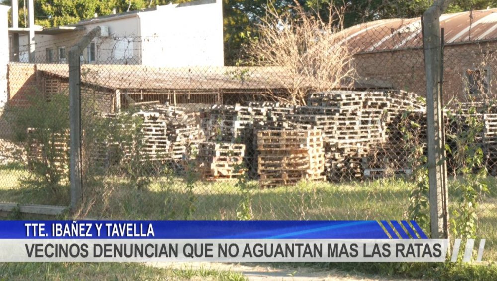 Vecinos denuncian invasión de ratas en Concordia - CN digital - Diario ...