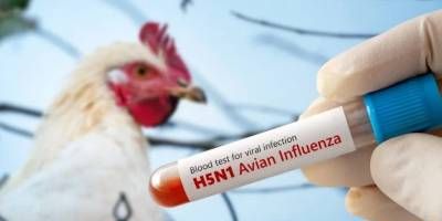 Detección de gripe aviar en Brasil: Argentina suspende las importaciones de productos aviar brasileros