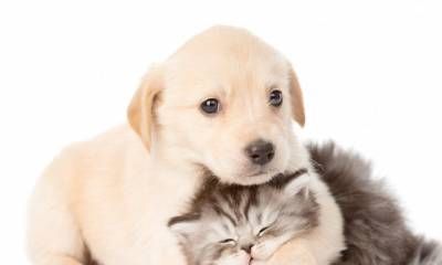 Veterinaria Municipal explicó cómo se aplicará la prohibición de reproducir y vender mascotas.