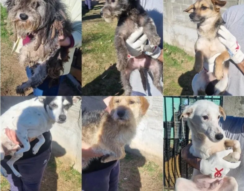 Maltrato animal: rescataron 17 perros de una vivienda en la ciudad de Concordia