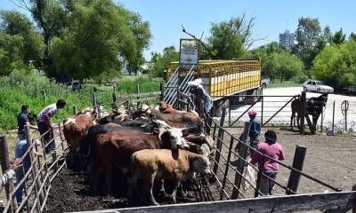 Se emitieron 160.000 Documentos Únicos de Tránsito al transportar más de 7,8 millones de animales