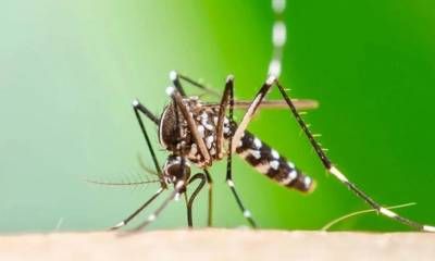 Primer posible caso de chikungunya en Concordia