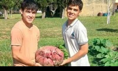 Estudiantes de escuela agrotécnica  cosecharon una remolacha gigante.