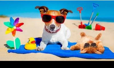 Checklist para viajar con mascotas estas vacaciones