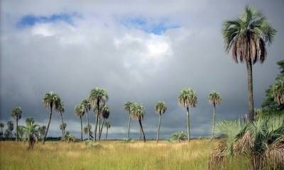 Se creó el Área Natural Protegida Les Amis y se declaró a la Palmera Yatay como Monumento Natural