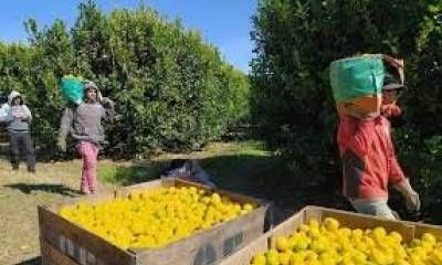 Citricultores, arandaneros y pecaneros piden que los trabajadores frutícolas tengan contratos “temporarios” y se jubilen a los 57.