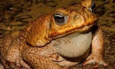 Alarma en Entre Ríos por un sapo venenoso que provoca la muerte de perros.