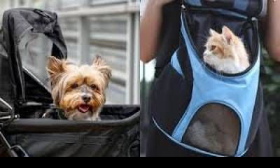 Habilitaron el traslado de mascotas en trenes y micros de larga distancia.