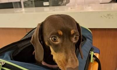 El Gobierno nacional habilitó el traslado de mascotas en trenes y micros de larga distancia