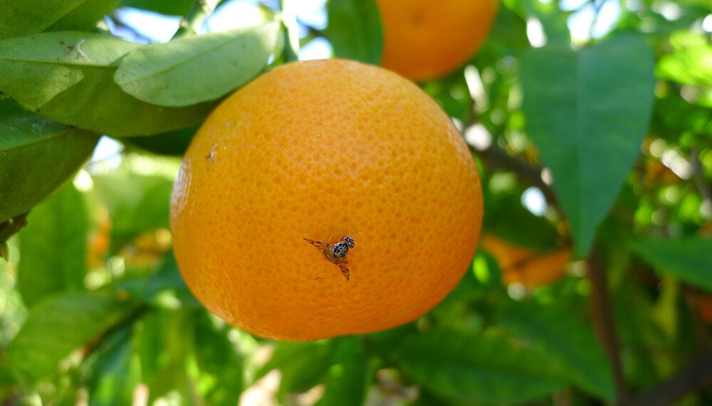 Brindarán una capacitación sobre el combate de la mosca de los frutos en Concordia