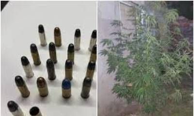 Secuestro de plantas de marihuana y municiones.