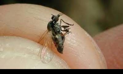 Alertan por la presencia de la mosca negra que muerde y provoca reacciones en la piel.