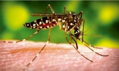 Se confirmó un caso de dengue en Entre Ríos