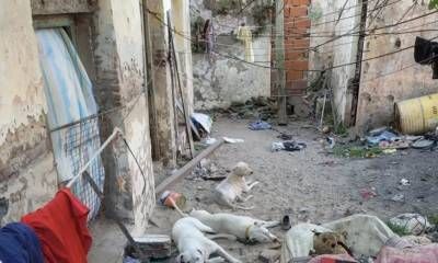 Rescataron perros y un conejo hacinados en cautiverio que tendrían destino de comercialización