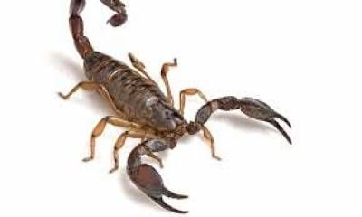 Cómo actuar ante picaduras de alacranes y evitar accidentes.