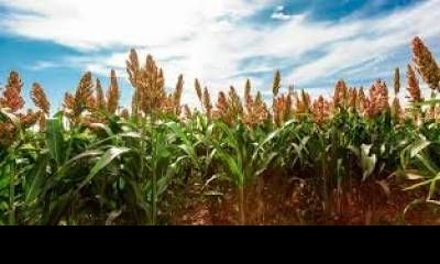 Destacan que el 94% del sorgo entrerriano presenta una condición entre Buena y Muy Buena.