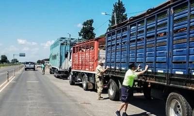 Detectaron infracción sanitaria grave en un transporte de hacienda y ordenaron el retorno de los animales