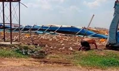 Intenso temporal de viento destruyó un galpón de pollos. "Nubes negras" en el departamento Uruguay.