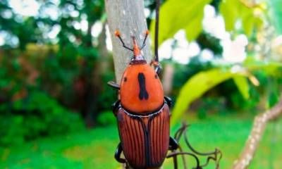 Declararon la emergencia fitosanitaria por la presencia del picudo rojo de las palmeras