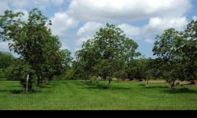 Jornadas del Cluster: el foco estará puesto en producir más nueces y con mejor calidad.