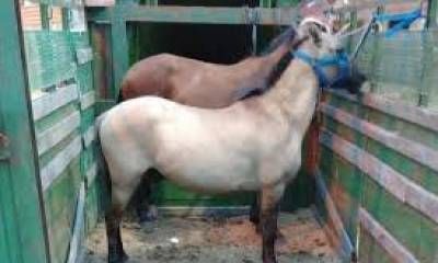 Secuestran caballos en una carrera clandestina en Barrio La Arrocera.