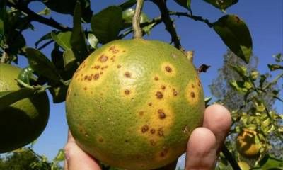 El municipio y la Asociación de Citricultores renovaron el convenio de cooperación mutua en la lucha contra el HLB