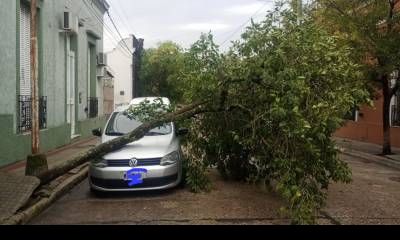 La fuerte tormenta provocó la caída de un árbol sobre un automóvil estacionado.