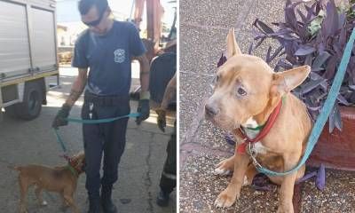 Rescataron un perro abandonado en la vía pública.