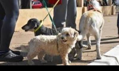 Programa de Esterilizaciones barriales gratuitas.