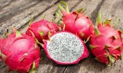 Nuevas posibilidades de producción: primer encuentro sobre Pitayas en Concordia.