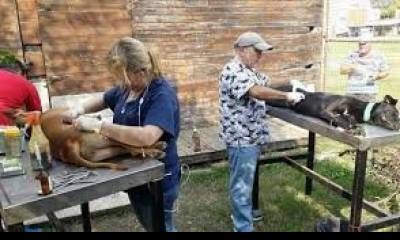 El Programa de Esterilizaciones barriales gratuitas atenderá en Villa Adela.