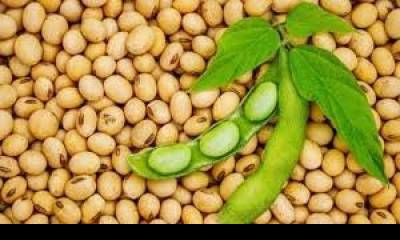 La guerra en Medio Oriente impulsa el precio de la soja, que tocó su máximo en dos años.