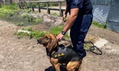 Refuerzan la presencia policial con patrullajes de la Montada y Canes en los barrios.