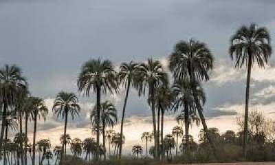 “Parte de nuestra identidad”: 3 países celebraron por primera vez el día de la Palmera Yatay.