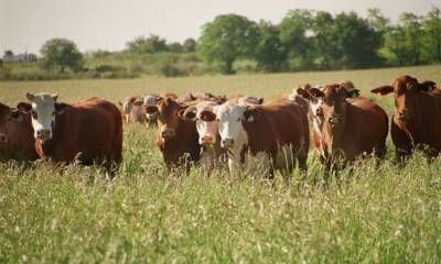 La industria ganadera pierde 18 mil millones por no implementar estrategias sanitarias preventivas.