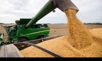 Estiman que la producción de soja de primera alcanzaría las 690.000 toneladas y la de segunda sería de 1.500.000.