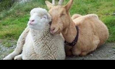 Efectivizan los primeros créditos para productores de cabras y ovejas.