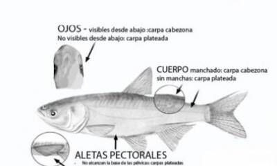 Peces que CARU recomienda combatir en el río Uruguay. “No los devuelvan al agua”.