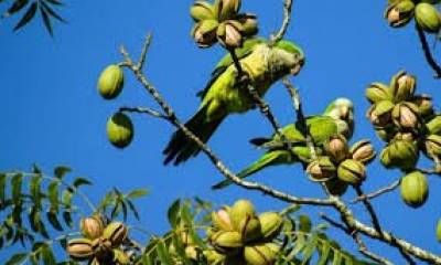 Loros arrasan plantaciones en Entre Ríos y generan fuertes pérdidas en el sector.