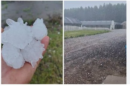 La Provincia declaró la Emergencia Agropecuaria para productores cítricos de una zona de Concordia