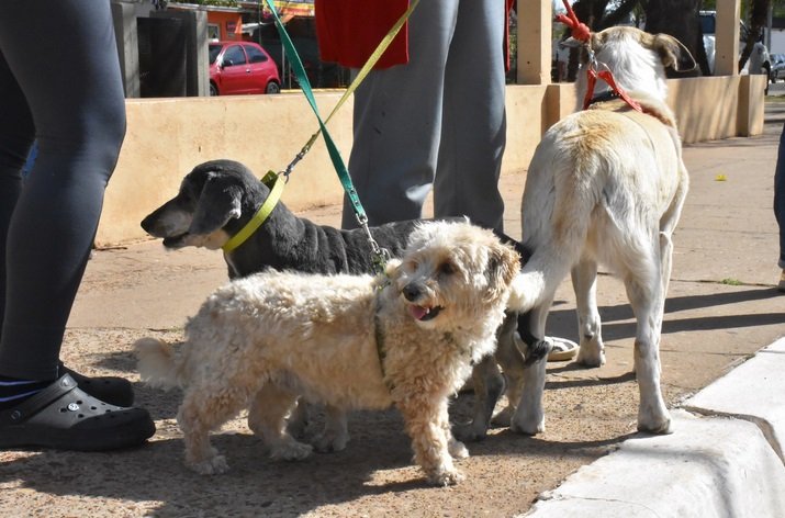 El 29 de abril se realizará una Jornada de vacunación antirrábica por el día del animal