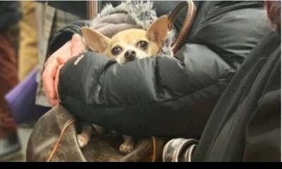 Italia sumó una nueva licencia laboral: permitirá cuidar animales domésticos enfermos