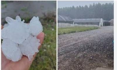 La Provincia declaró la Emergencia Agropecuaria para productores cítricos de una zona de Concordia