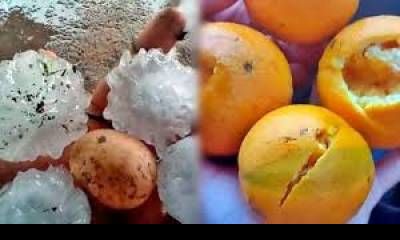 Declararon la Emergencia Agropecuaria para citricultores afectados por el granizo.