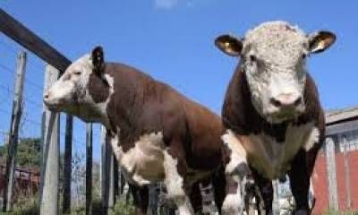 Confirmaron la fecha de la exposición rural 2026 en Concordia.