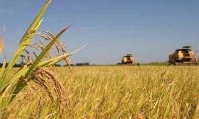 Alertan sobre la crítica situación del sector arrocero en la provincia.