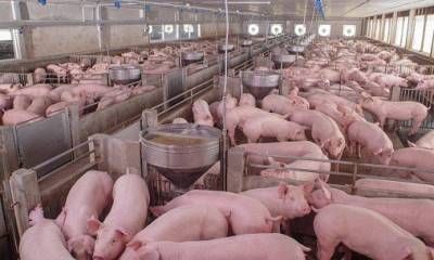 La amenaza silenciosa en las granjas porcinas: cómo la ileítis impacta en la productividad.