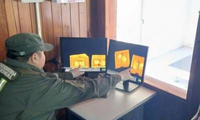 Gendarmes rescatan seis crías de serpientes Boa constrictora que eran transportadas en una encomienda