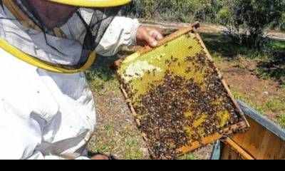 Con 255 toneladas, Entre Ríos se posiciona como líder nacional en miel orgánica.