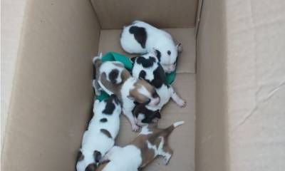 Allanamiento por denuncia de maltrato animal: rescataron ocho perros y cachorros